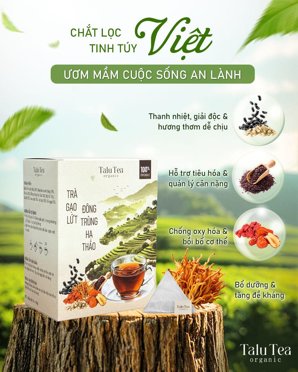 Trà gạo lứt Đông trùng hạ thảo Talu tea - Hộp 450G