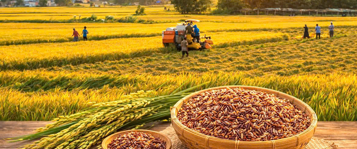 GẠO LỨT HUYẾT RỒNG – NỀN TẢNG TẠO NÊN HƯƠNG VỊ ĐẶC TRƯNG CỦA TRÀ